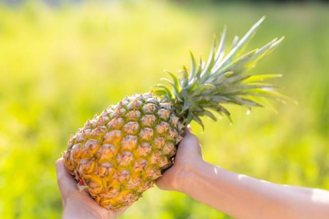 A hand holding a freshly harvested Pineapple