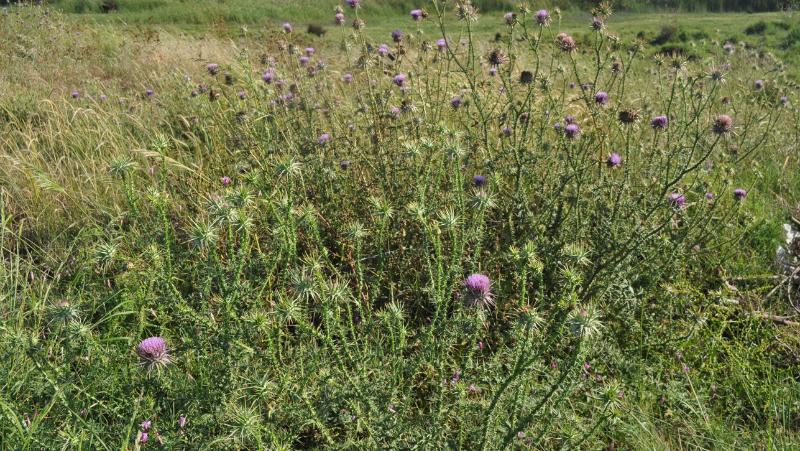 mature plant of Scotch Thistle (Onopordum acanthium) in flower  growing in a paddock