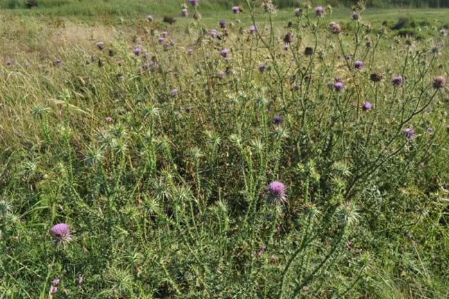 mature plant of Scotch Thistle (Onopordum acanthium) in flower  growing in a paddock