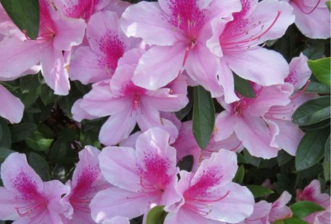 How to Grow Azalea