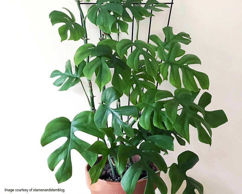 layering plant propagation