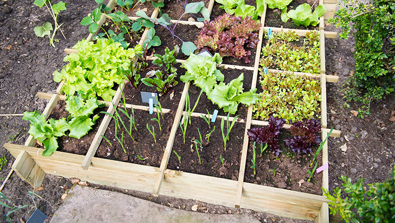 4 steps to creating a Spring vegie patch 2