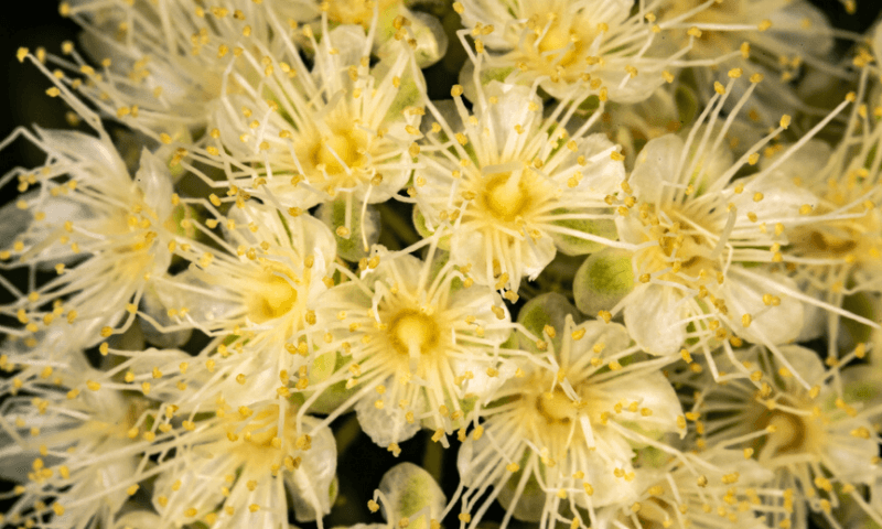 close up of lemon myrtle flowers