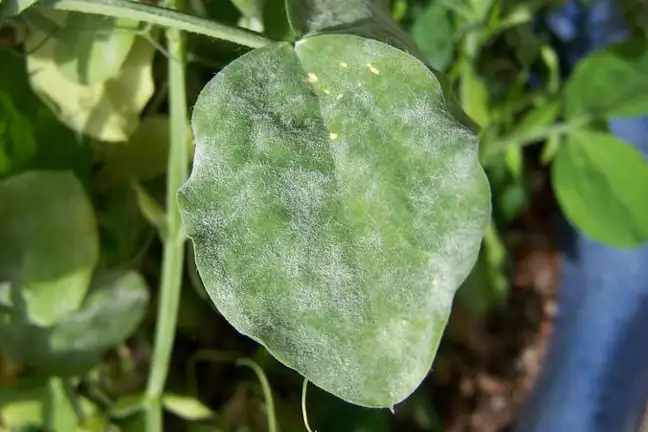 autumn fungal diseases 1