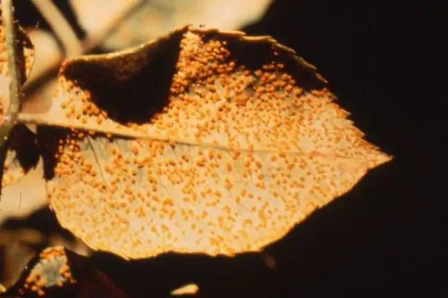 autumn fungal diseases 2