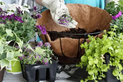 Guide to Watering Hanging Baskets Efficiently: Expert Tips