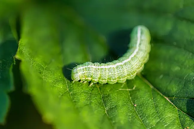 autumn organic gardening 1