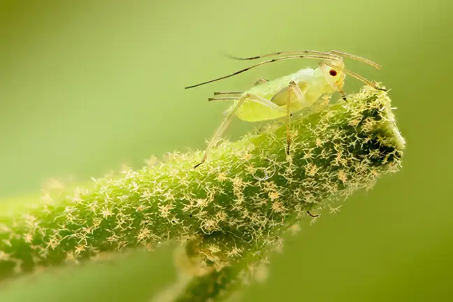 autumn organic gardening 3