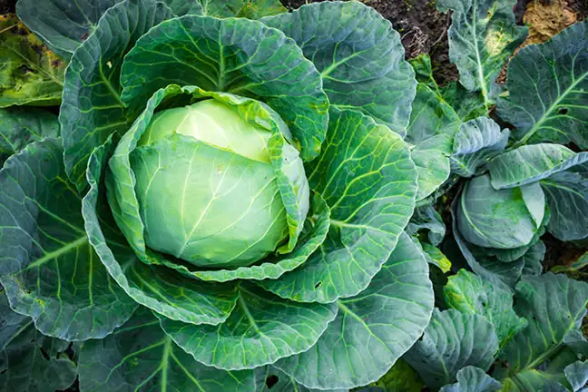 autumn vegies herbs to sow in may 1