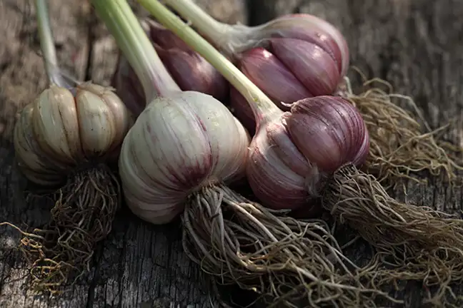 autumn vegies herbs to sow in may 2