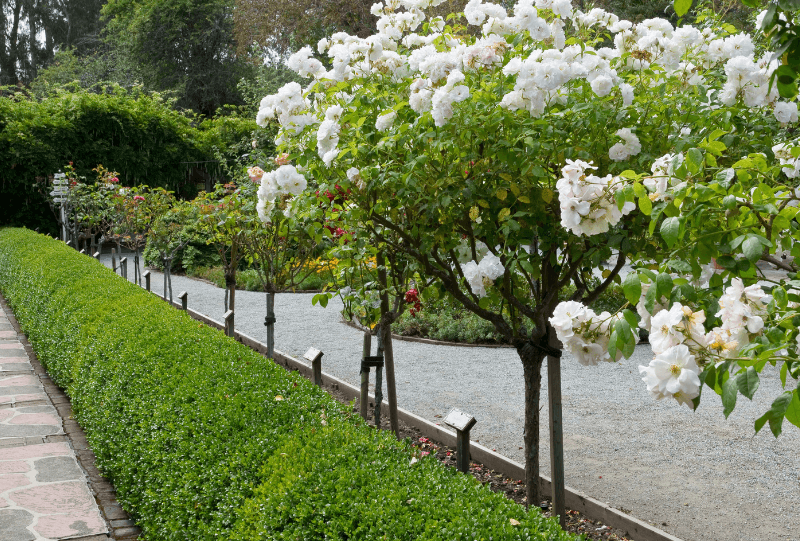 basic garden styles 6