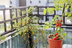beginners guide to small space gardens 1