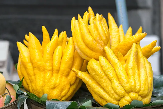 buddhas hand 1