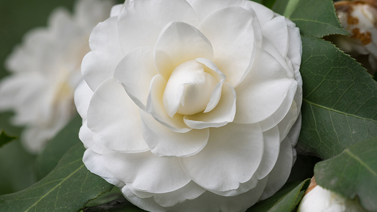 care for camellias 1