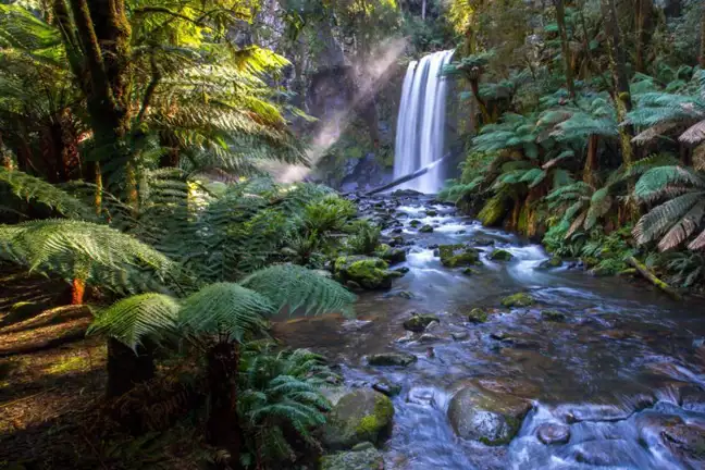 celebrate world environment day 1