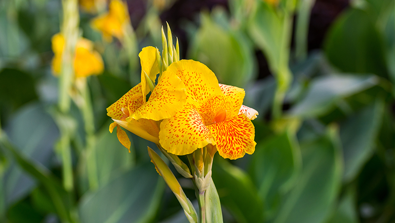 choosing plants for tricky spots 2