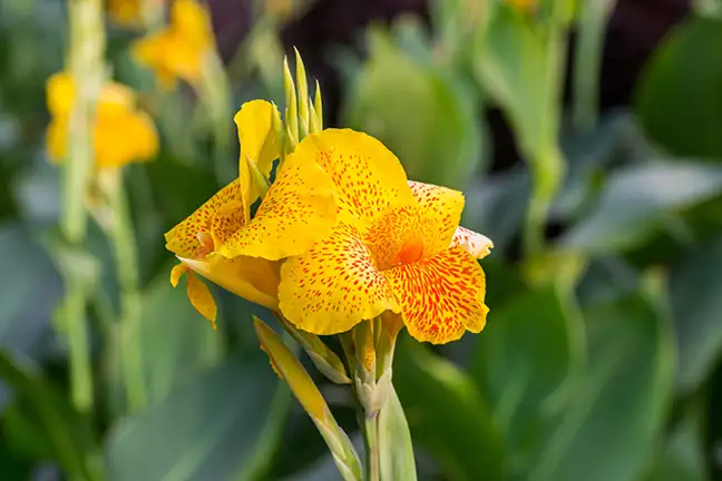 choosing plants for tricky spots 2