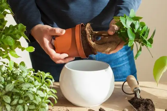 choosing the right potting mix 1