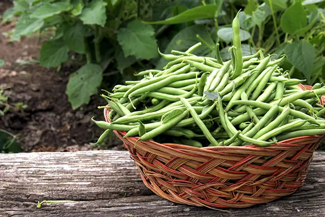 companion planting guide 3