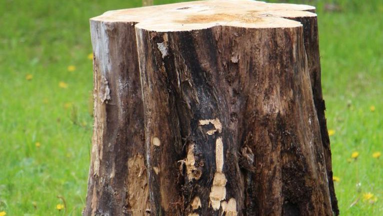 controlling problem trees and shrubs 2