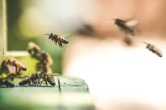 create a habitat hotel 1