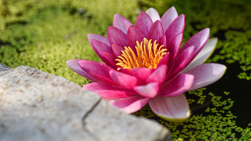 create a wildlife pond 2