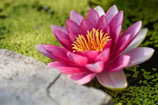 create a wildlife pond 2