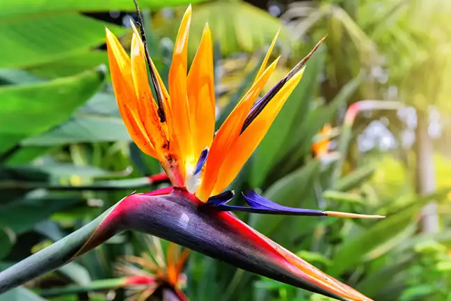 fascinating plants 1