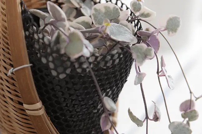 fascinating plants 2