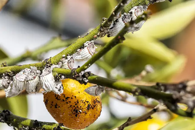 feed your hungry citrus 2