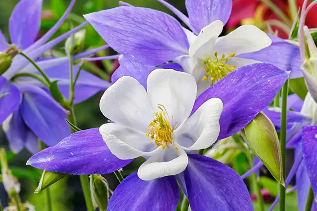 flowers for the winter and spring garden 2