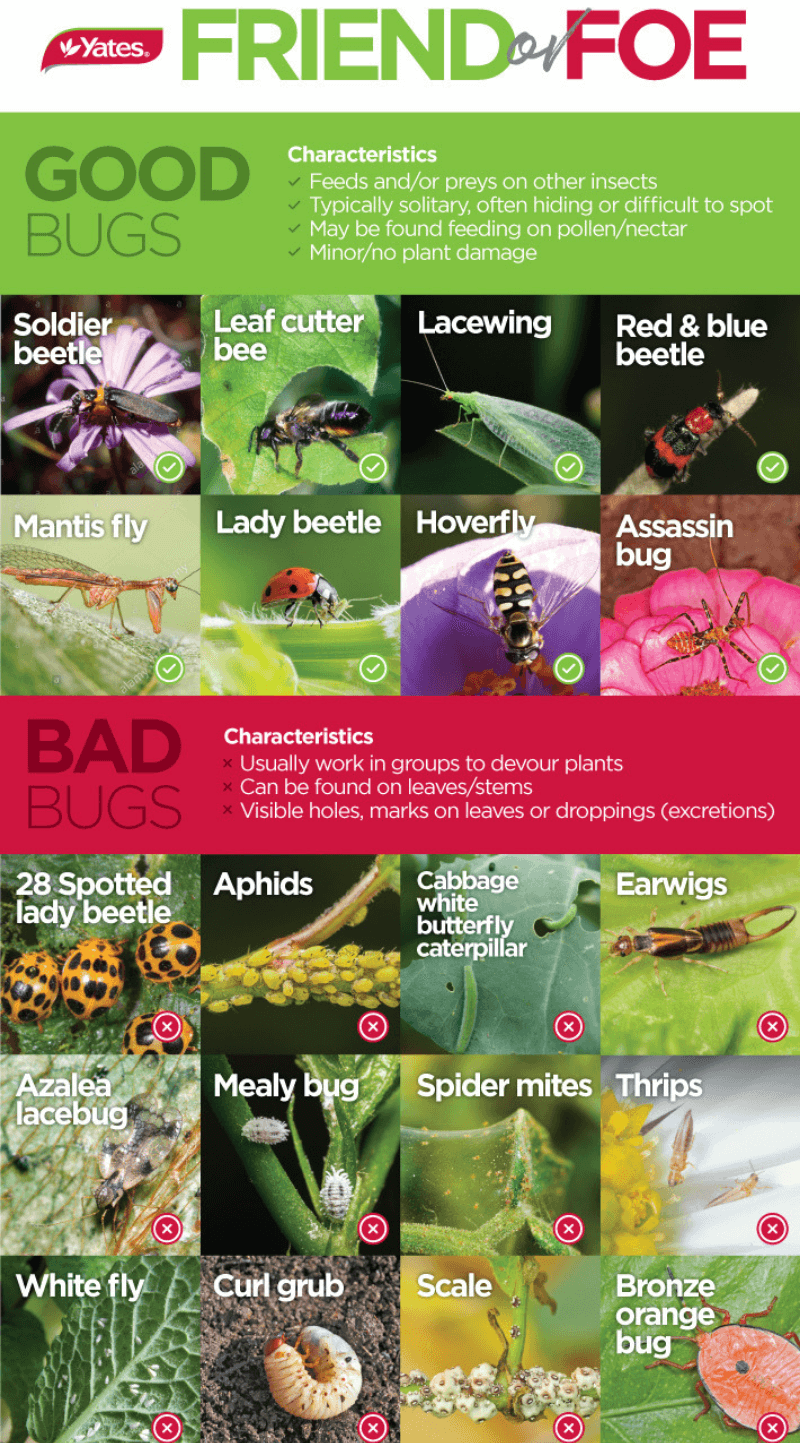 Good bug bad bug | Yates Gardening