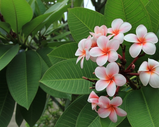 gorgeous frangipanis 1