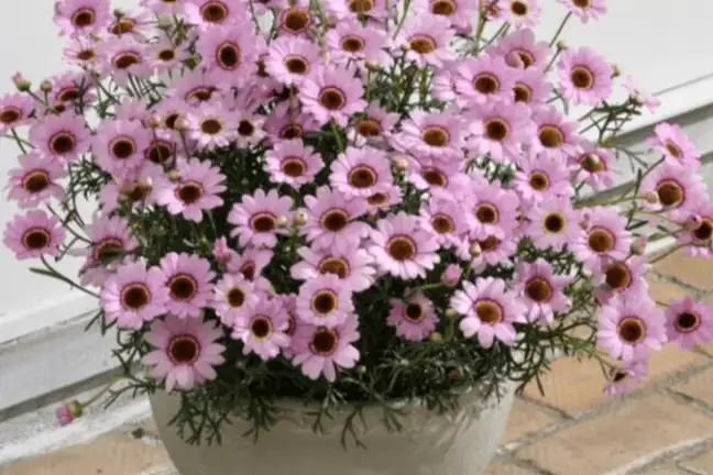 grand daisies 1