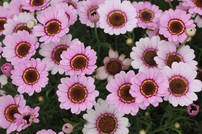 grand daisies 2