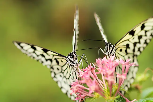 grow a butterfly garden 1