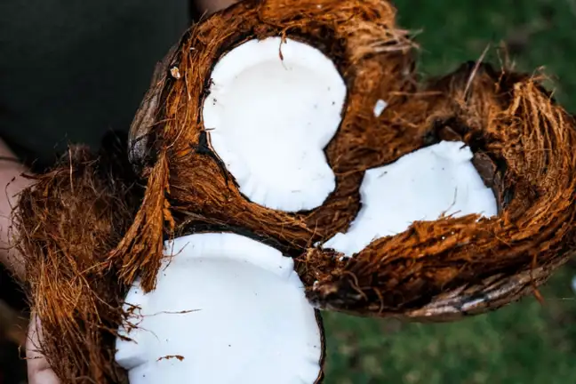 grow a coconut 1