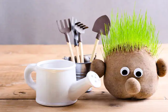 grow a funny grass head 1