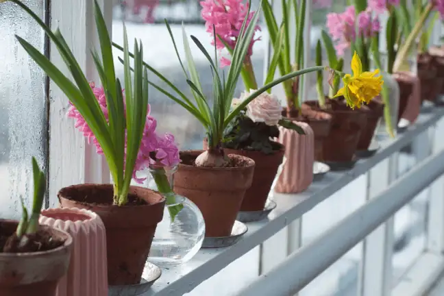 grow a hyacinth in a jar 1