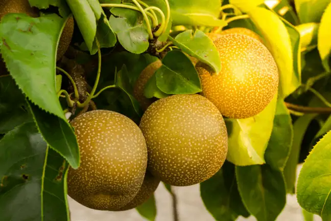 grow your on nashi 1