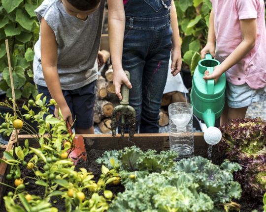grow your own salad bowl 1