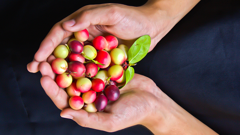 growing tea and coffee 2