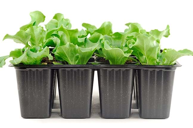 growing vegetables in containers 1