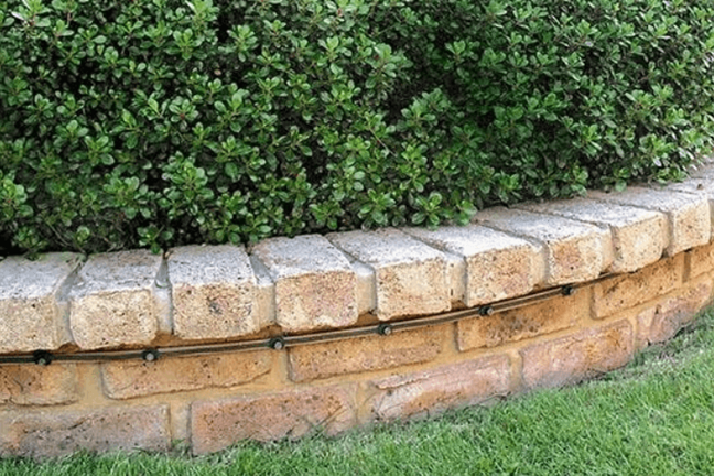 Images and Escallonia Hedge with an Edge information courtesy of