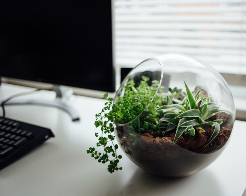 how to create a terrarium 2