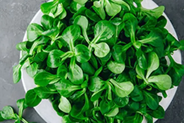 lambs lettuce 1