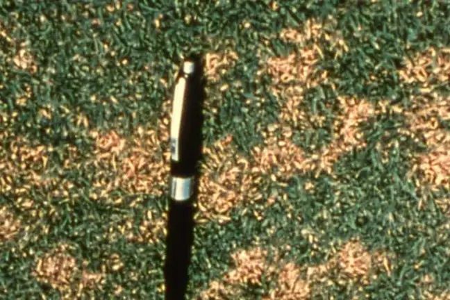 lawn ground cover 2