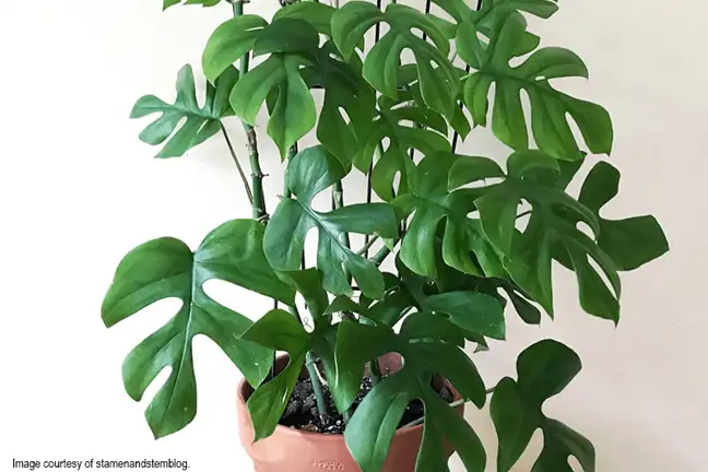 mini monstera 1