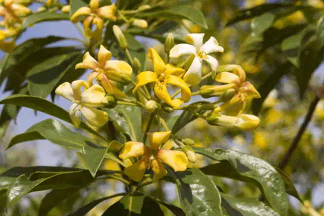 Native frangipani