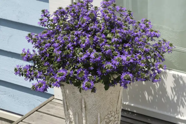 Surdiva scaevola information and images courtesy of www.oasishorticulture.com.au.